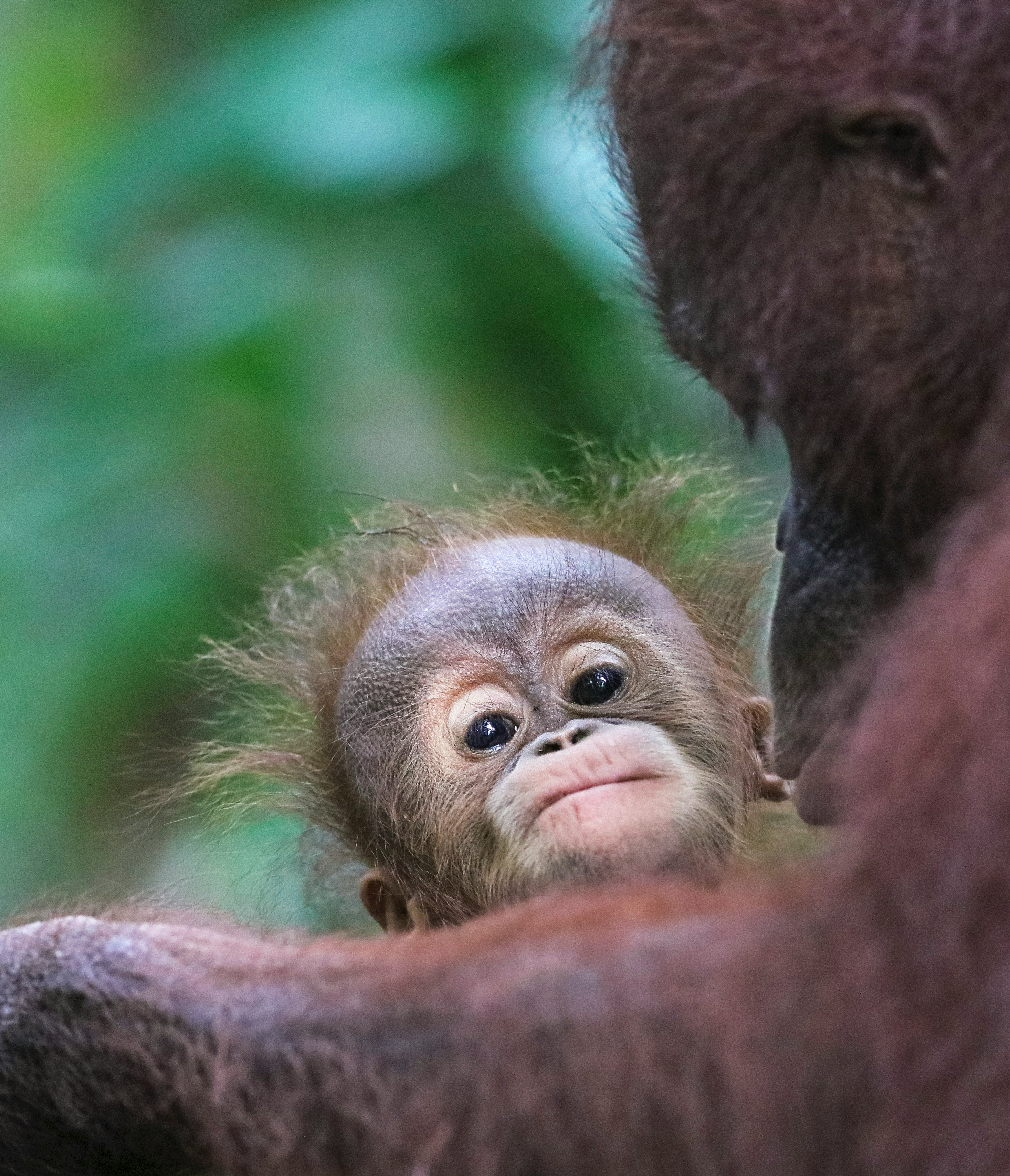 primate beside orangutan